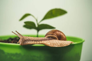 U.S. Snail Beauty Products Market Size & Revenue Analysis 2035