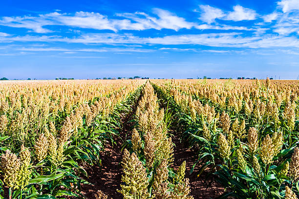 U.S. Sweet Sorghum Seed Market Trends and Strategic Analysis 2025–2035