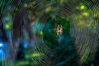 Japan Synthetic Spider Silk Market Outlook 2025–2035: Trends and Forecast
