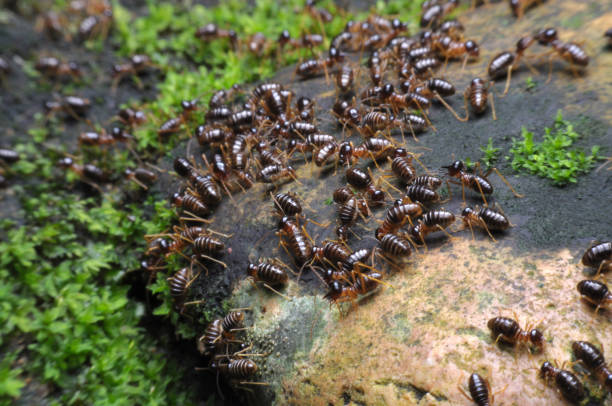 Asia Termiticide Market Opportunities and Regional Insights 2025–2035