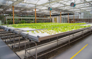 China Smart Greenhouse Market Opportunities and Regional Insights 2025–2035